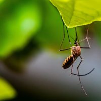 Greener cities in a warming world: can we protect health without creating new risks? 