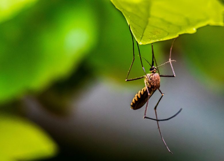 Greener cities in a warming world: can we protect health without creating new risks? 